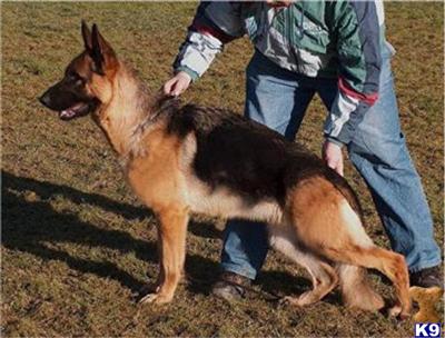 Dogs - German Shepherd