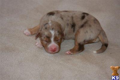 Australian Shepherd Puppies for Sale
