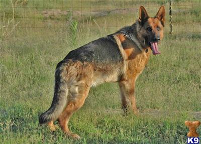 Stud Dogs - German Shepherd