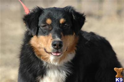 Stud Dogs - Australian Shepherd