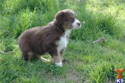 Australian Shepherd Puppies for Sale
