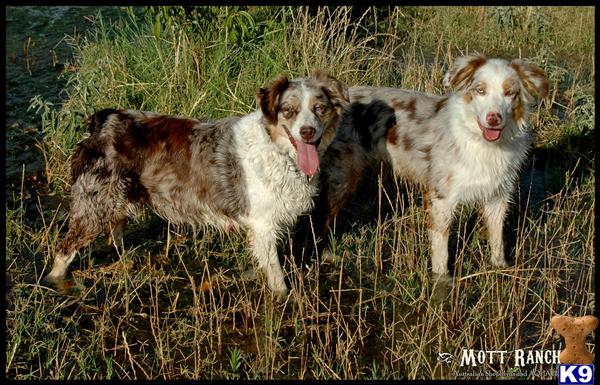 golden retriever puppies for sale in trinidad. Puppies for Sale