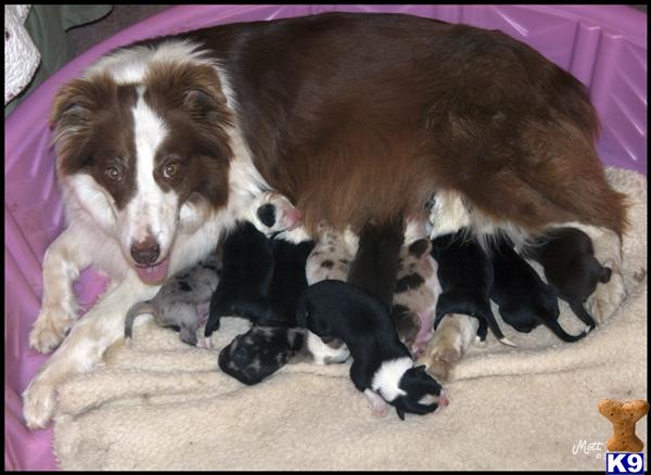 Australian Shepherd Puppies