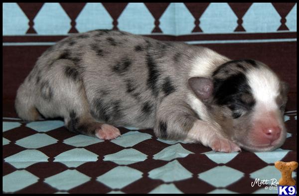 Australian Shepherd Puppies