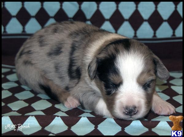 Puppies in AZ
