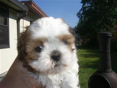Shih Tzu Puppies in FL