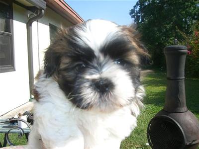 Shih Tzu Puppies in FL