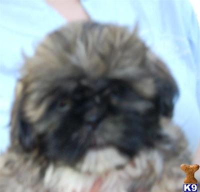 Shih Tzu Puppies in FL
