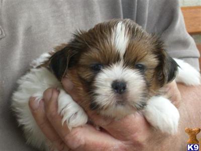 Shih Tzu Puppies in FL