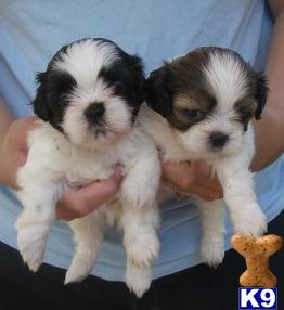 Shih Tzu Puppies in FL
