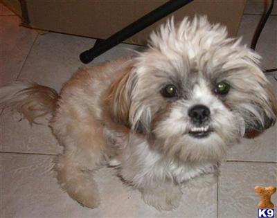 Shih Tzu Puppies in FL