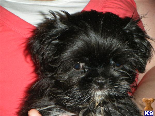 Puppies in ORLANDO