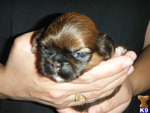 Puppies in ORLANDO