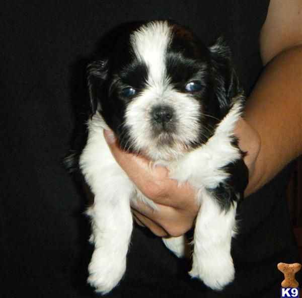 Puppies in ORLANDO