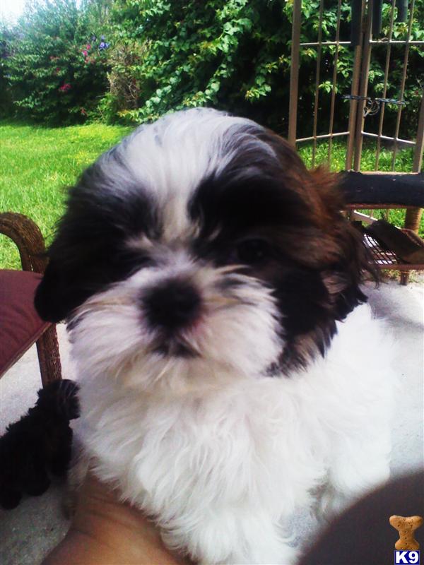 Puppies in Orlando