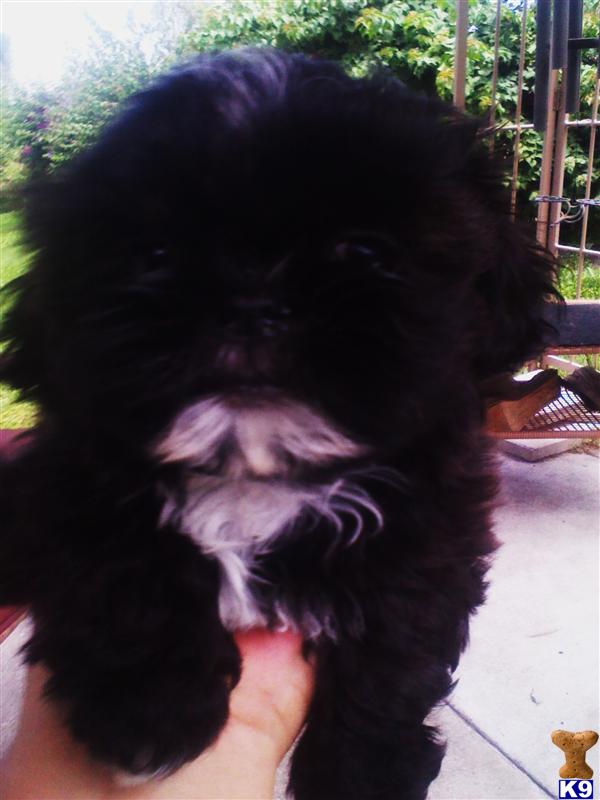 Puppies in Orlando