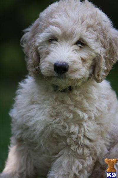 goldendoodle dogs for sale. Goldendoodles Puppies in GA