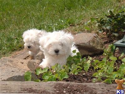 Puppies in OR