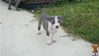 American Pit Bull Puppies in TX