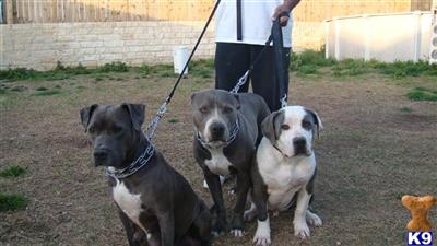American Pit Bull Puppies in TX