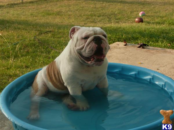 Stud Dogs - English Bulldog