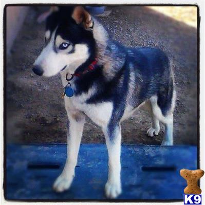 Stud Dogs - Siberian Husky