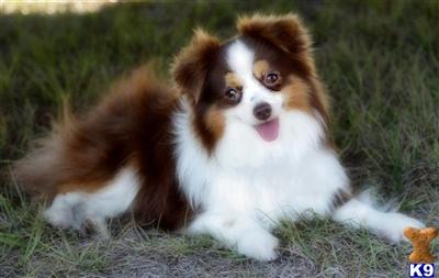 Puppies in Bradenton