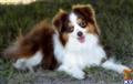 Miniature Australian Shepherd