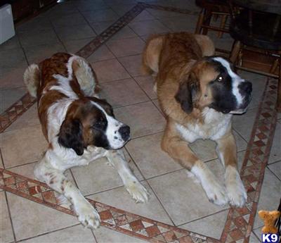 Saint Bernard Puppies for Sale