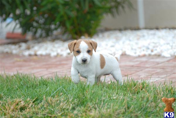Puppies in Acton