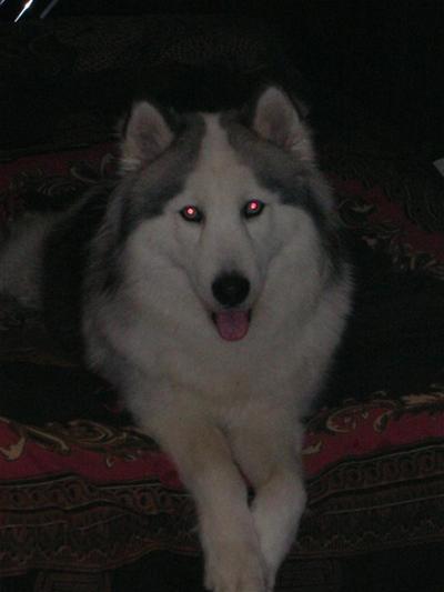 Stud Dogs - Siberian Husky