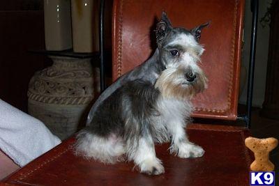 Miniature Schnauzer Puppies in TX