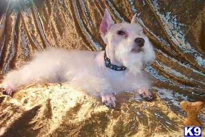 Miniature Schnauzer Puppies in TX