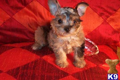 Miniature Schnauzer Puppies in TX