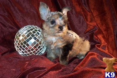 Miniature Schnauzer Puppies for Sale