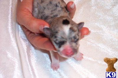 Miniature Schnauzer Puppies for Sale