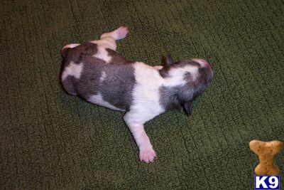 Miniature Schnauzer Puppies for Sale