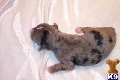 Miniature Schnauzer Puppies for Sale