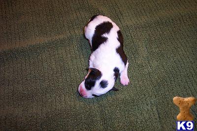 Miniature Schnauzer Puppies for Sale