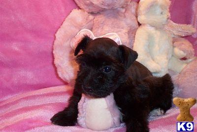Miniature Schnauzer Puppies for Sale