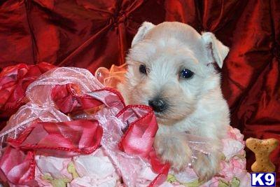 Miniature Schnauzer Puppies for Sale