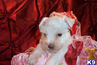 Miniature Schnauzer Puppies for Sale