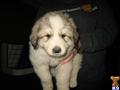 Great Pyrenees