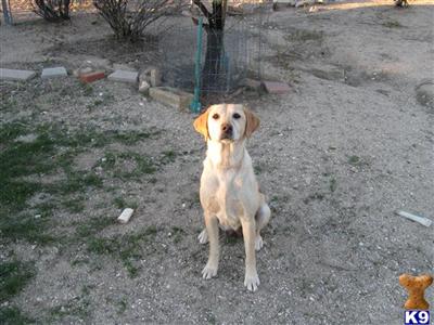 Dogs for Sale in AZ