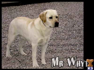 Stud Dogs - Labrador Retriever