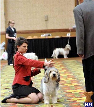 Stud Dogs in AZ