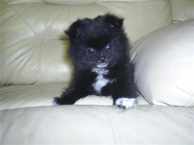 Pomeranian Puppies in TX