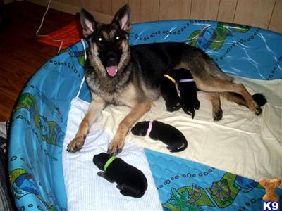 German Shepherd Puppies in TX