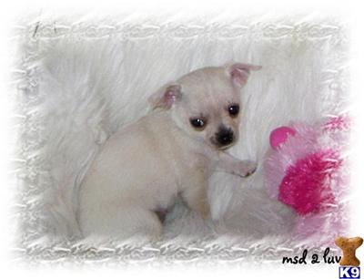 Puppies for Sale