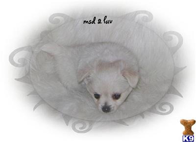 Puppies for Sale